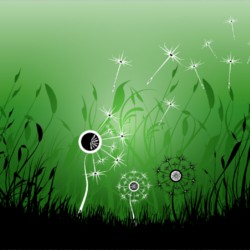 Dandelion250x250